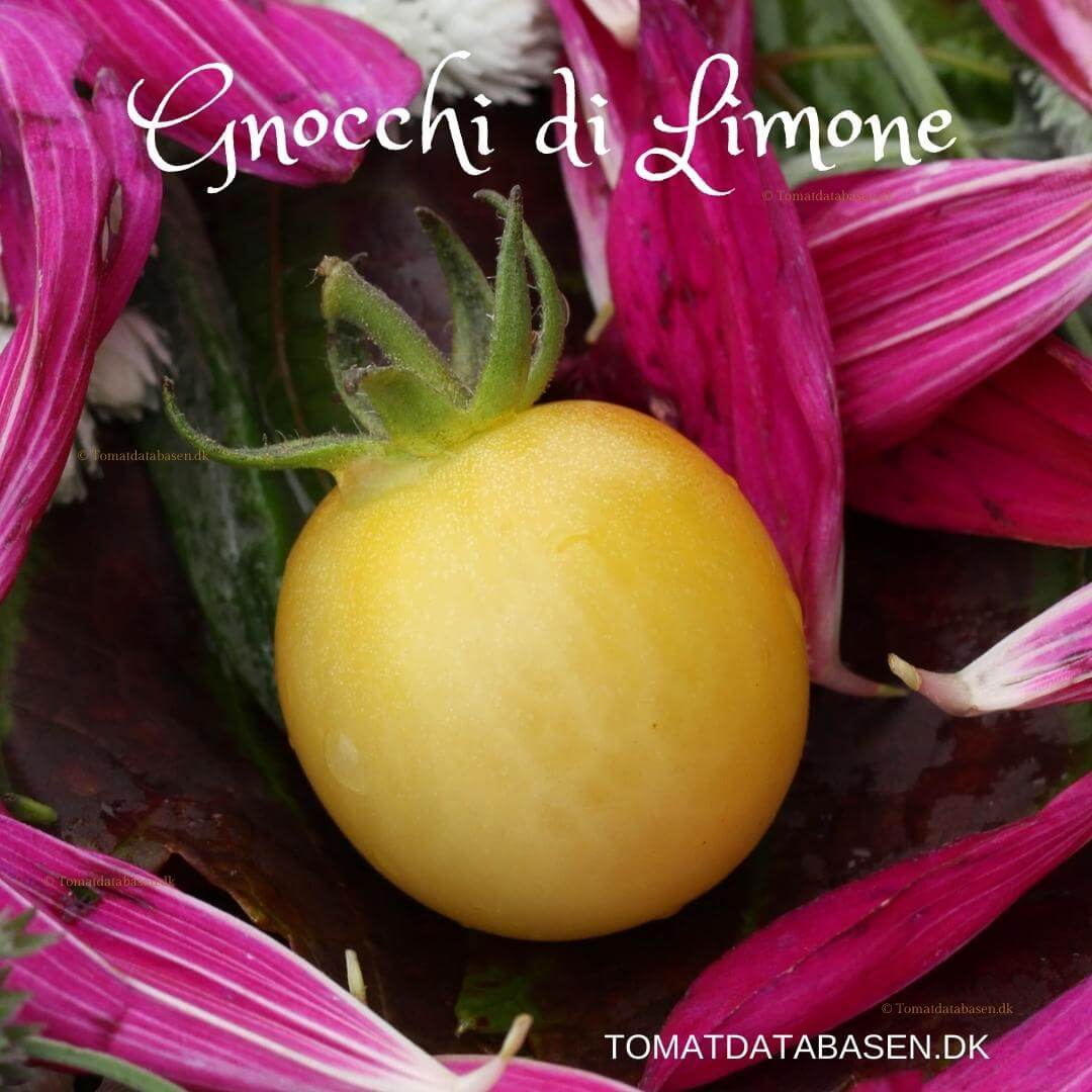 Gnocchia di Limone